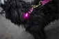 Preview: Orbiloc Dog Dual™ Pink